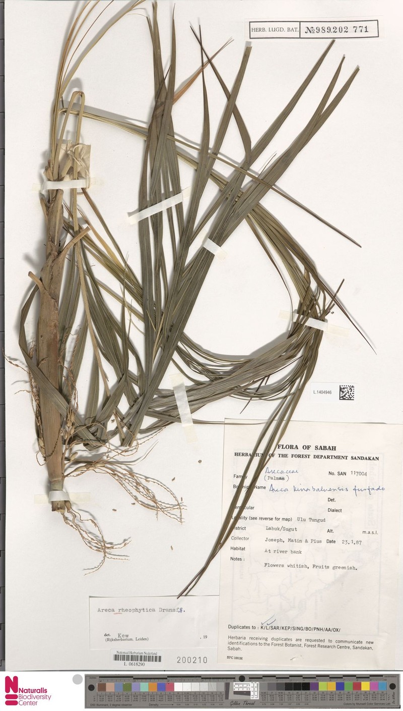 Areca rheophytica photo 2
