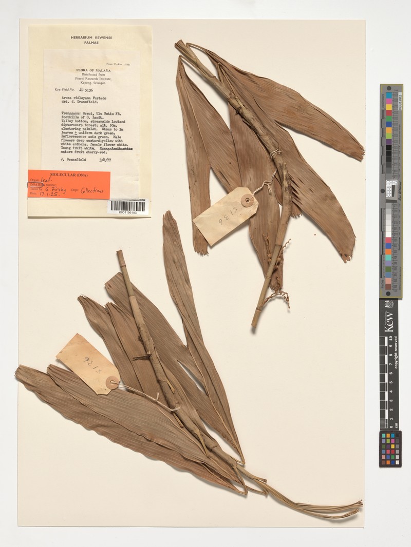 Areca ridleyana photo 4