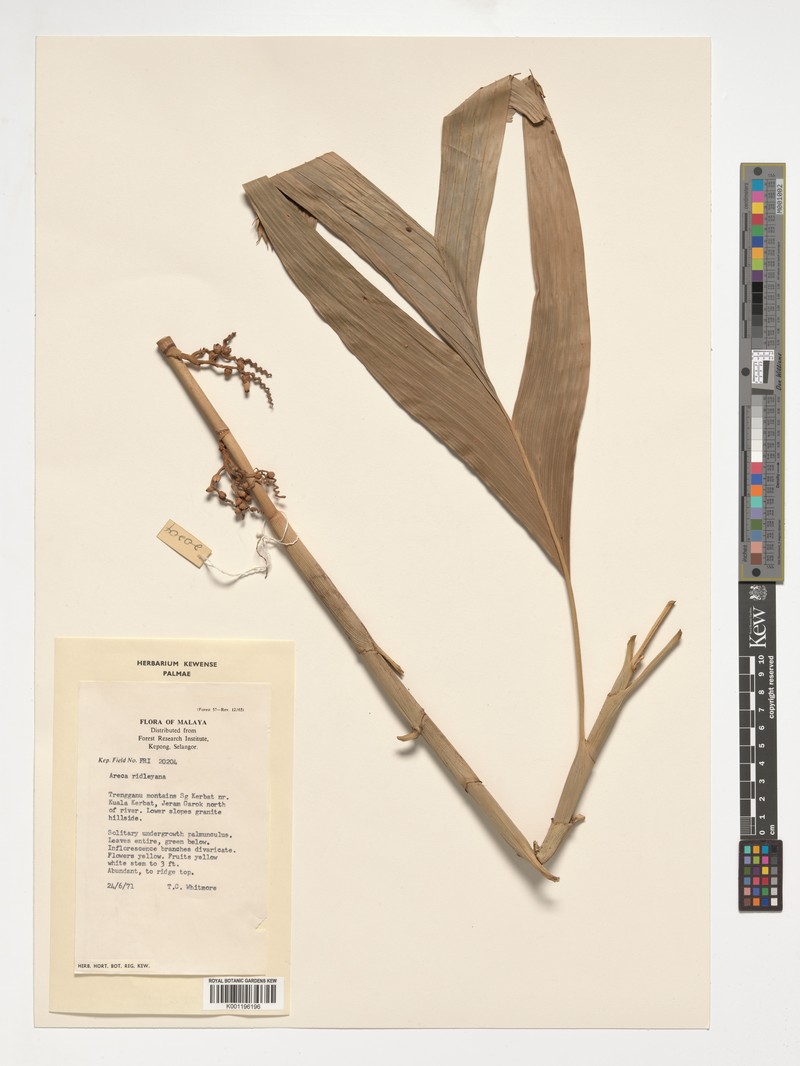 Areca ridleyana photo 5