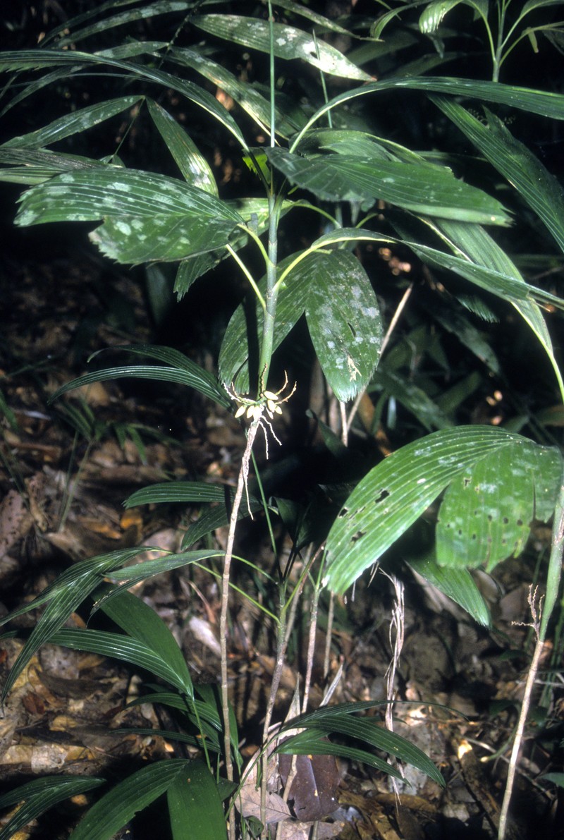 Areca ridleyana