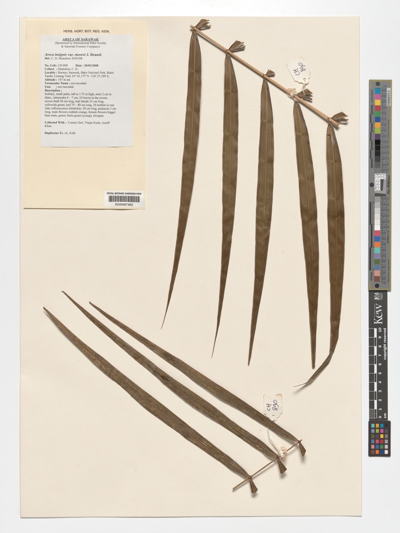 Areca subacaulis photo 6