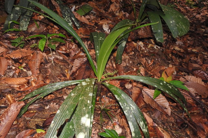 Areca subacaulis photo 2
