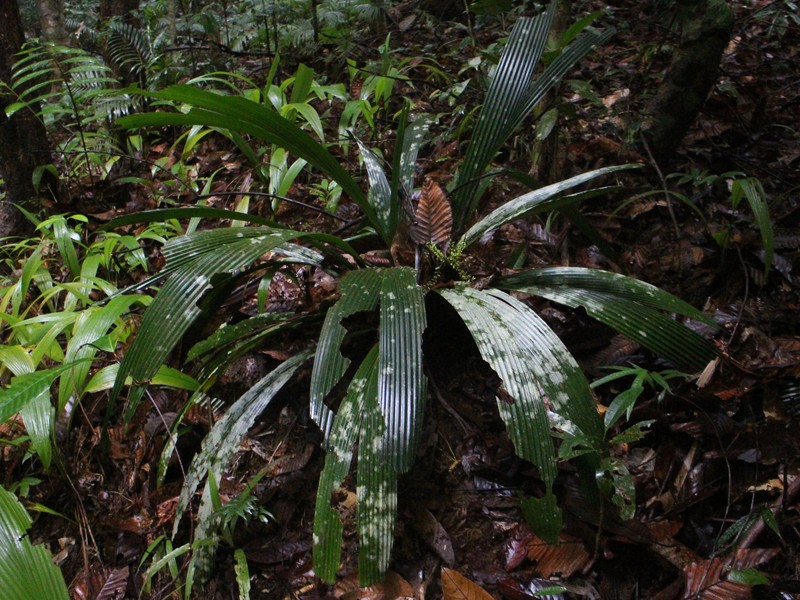 Areca subacaulis photo 3