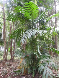 Areca triandra