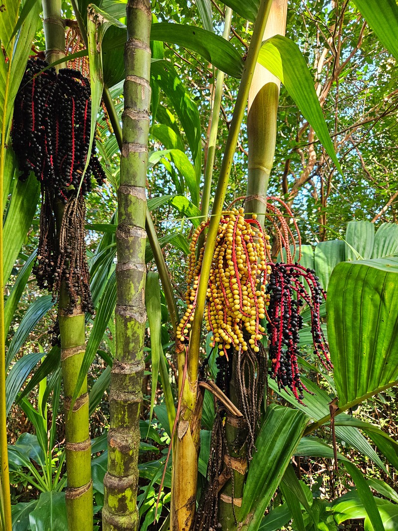 Areca triandra photo 2