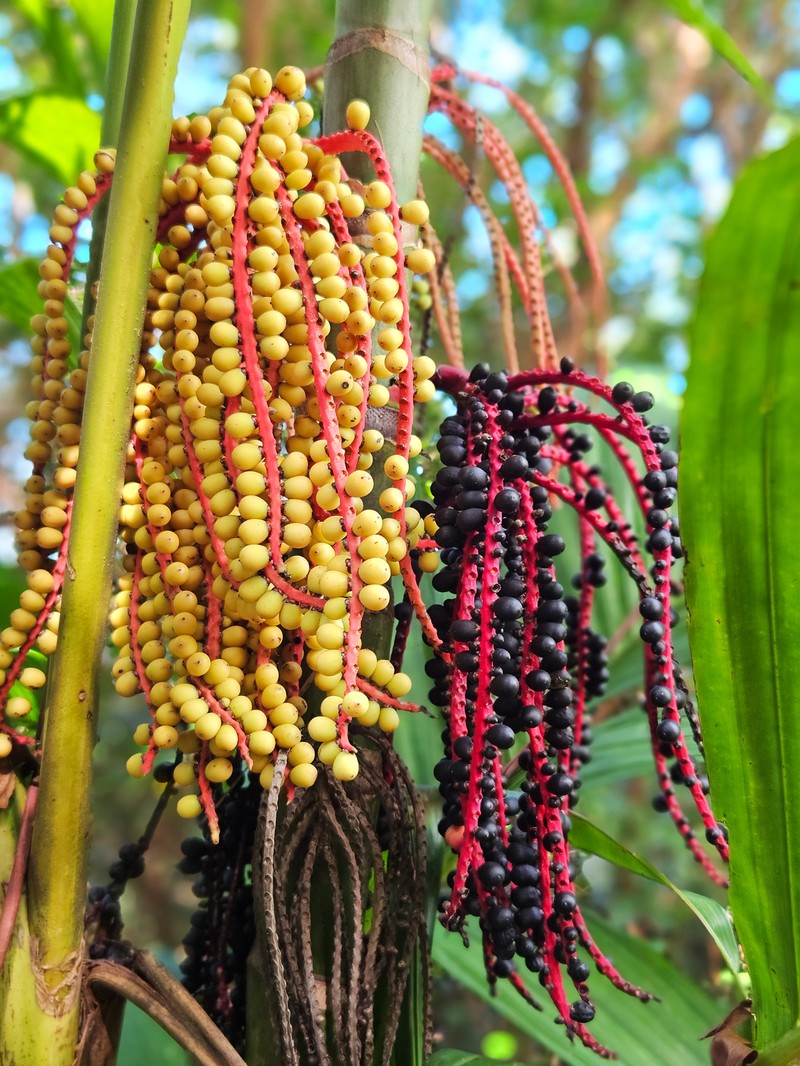 Areca triandra photo 3