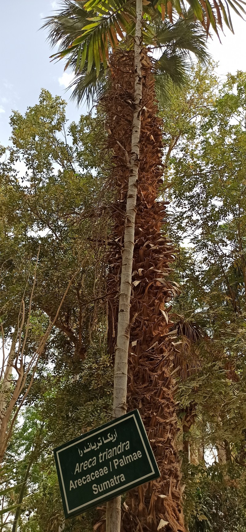 Areca triandra photo 4