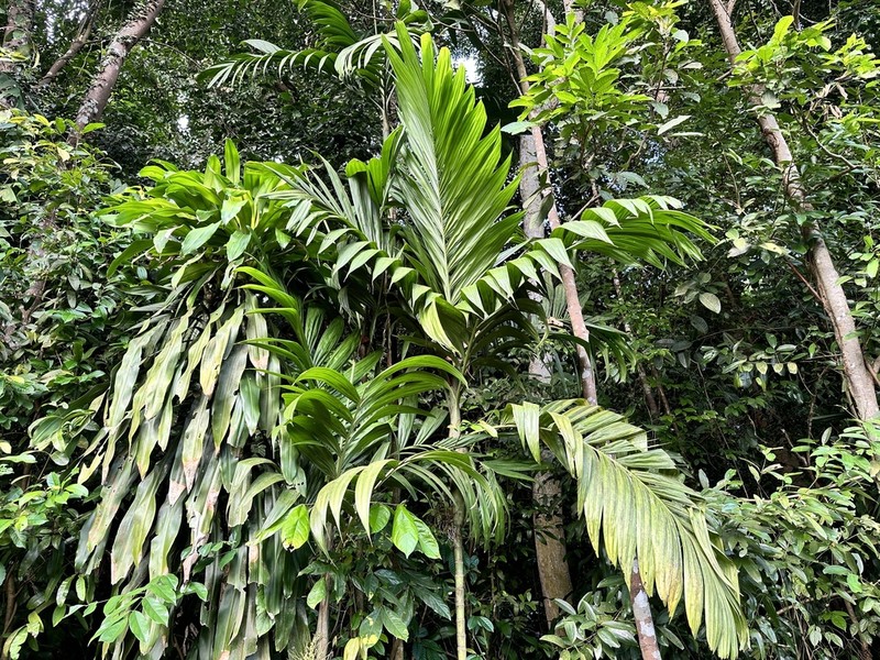 Areca triandra photo 6