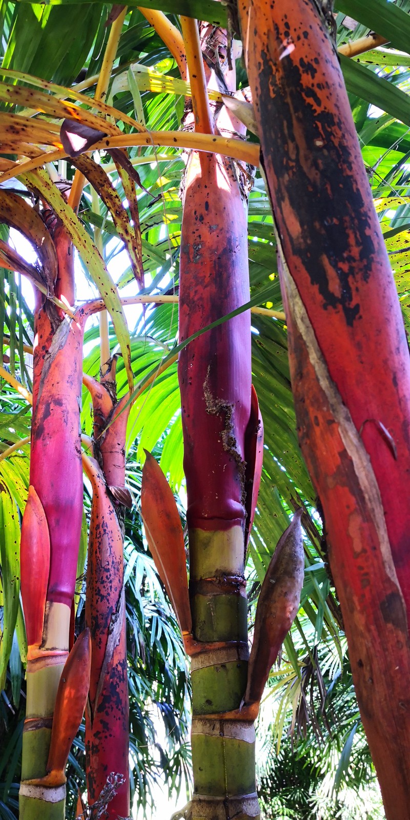 Areca vestiaria photo 2