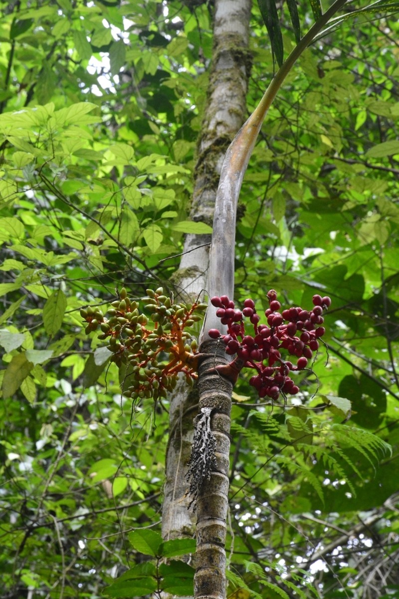 Areca vestiaria photo 5