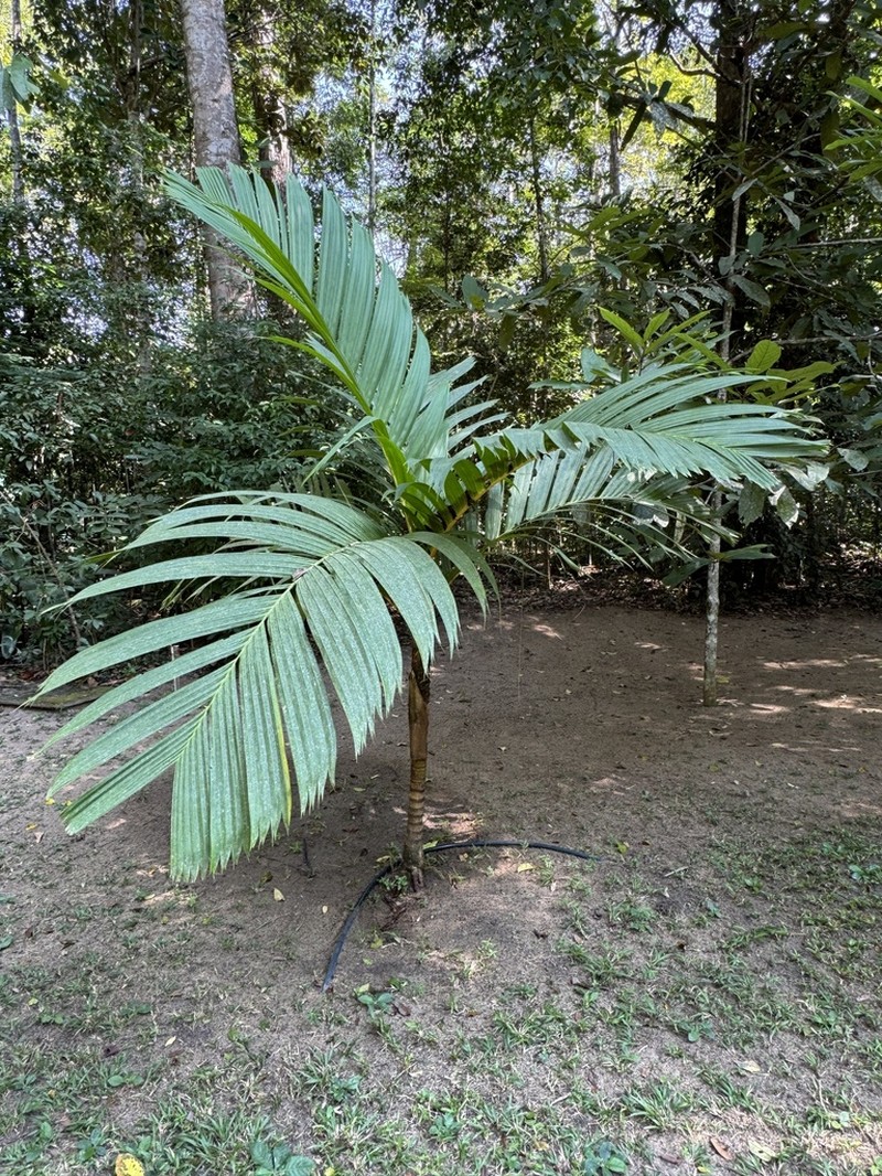 Areca vestiaria photo 6