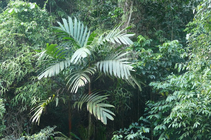Areca vestiaria photo 7