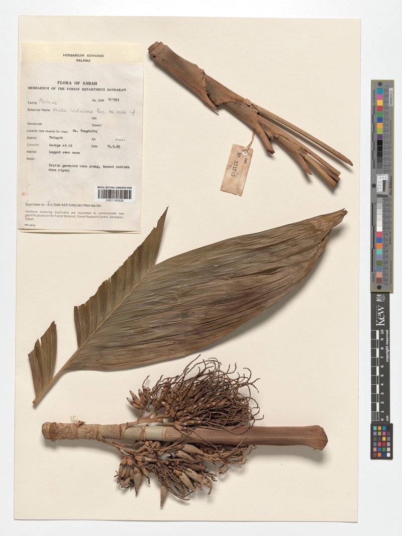 Areca vidaliana photo 4