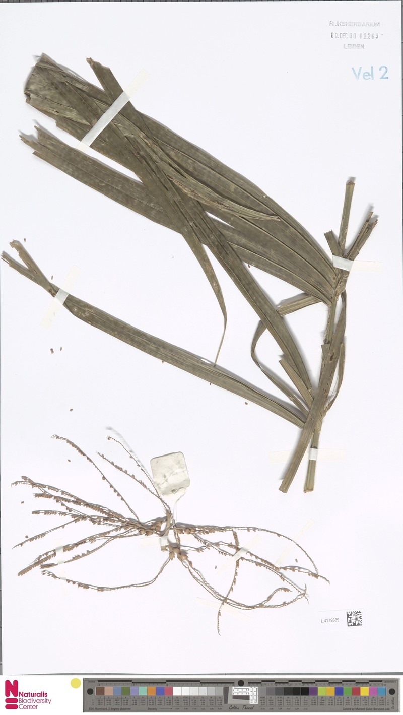 Areca vidaliana