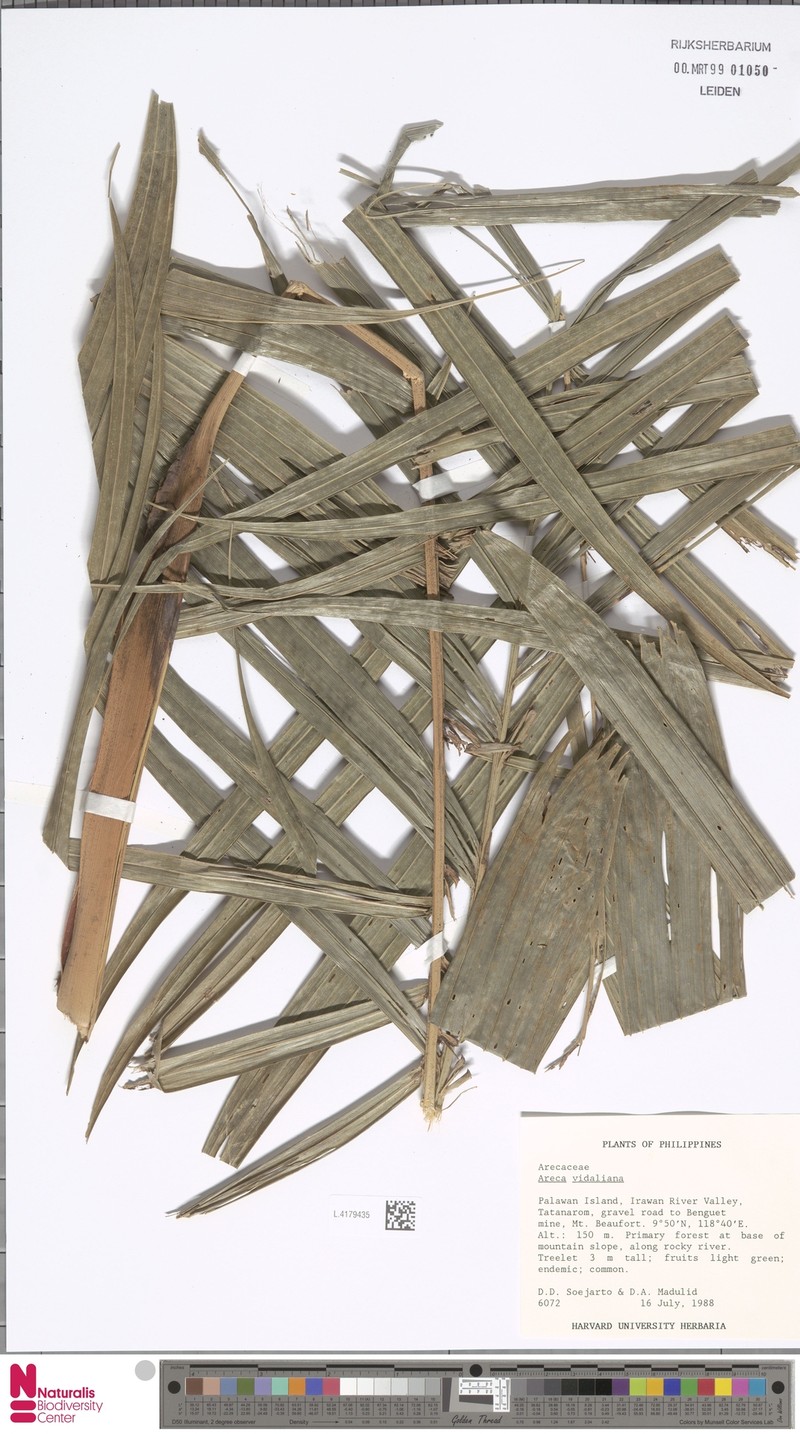 Areca vidaliana photo 3