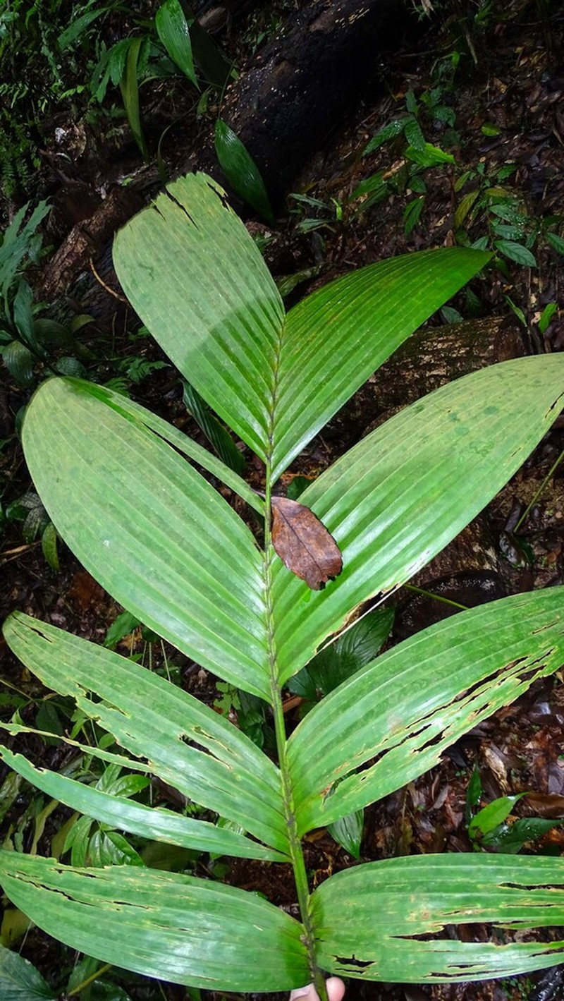 Areca whitfordii