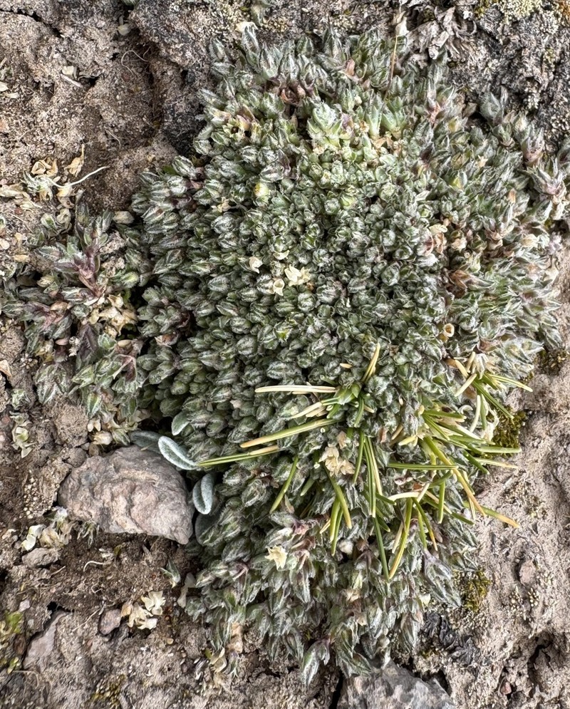Arenaria acaulis