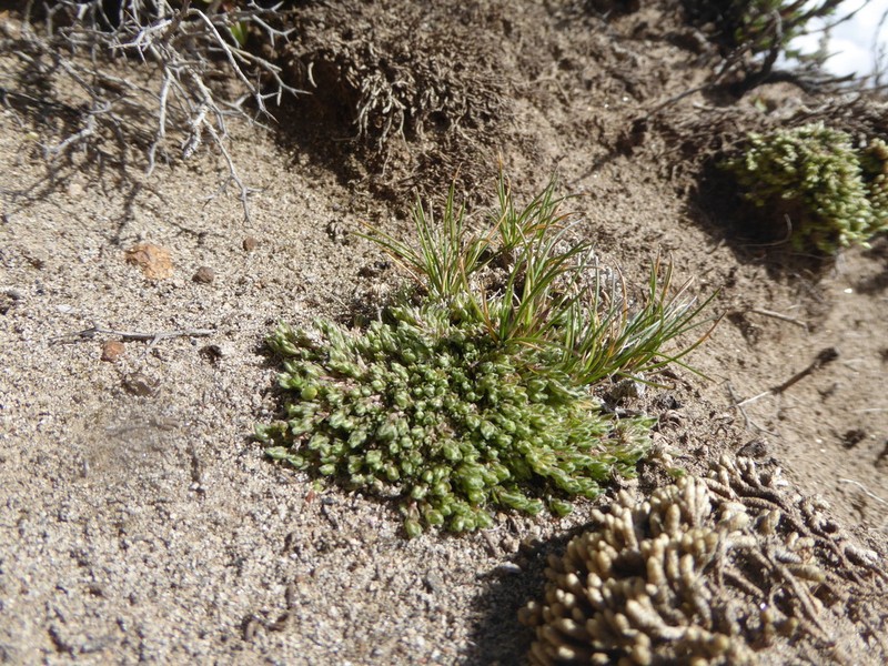 Arenaria acaulis photo 5
