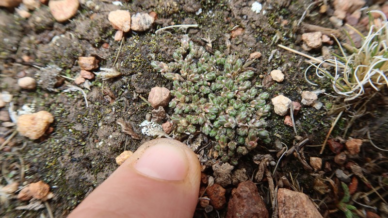 Arenaria acaulis photo 6