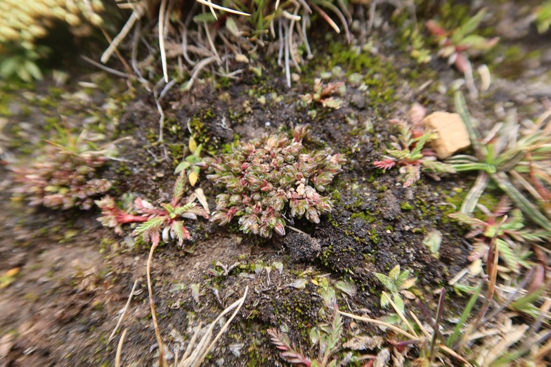 Arenaria acaulis photo 7