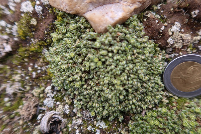 Arenaria acaulis photo 8