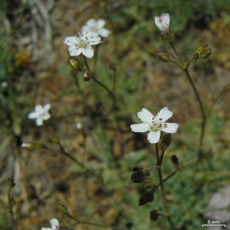 Prickly Sandwort