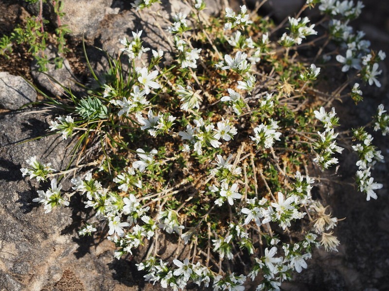 Arenaria aggregata