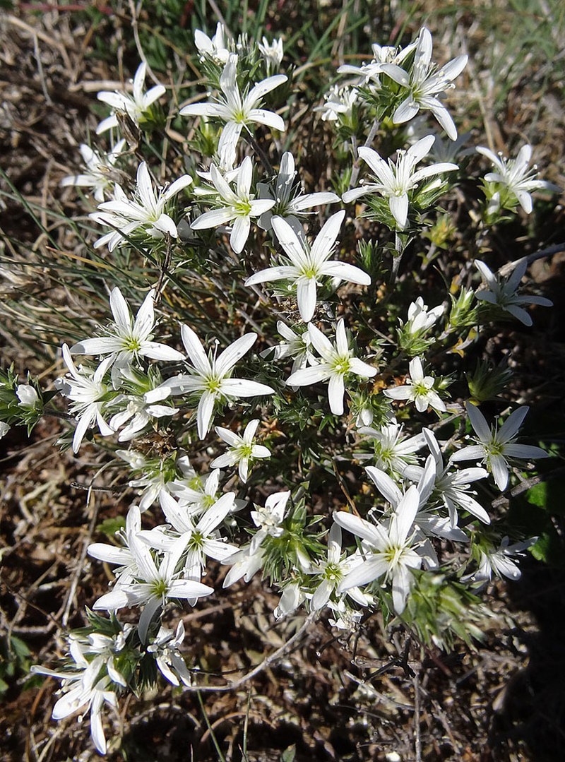 Arenaria aggregata photo 2