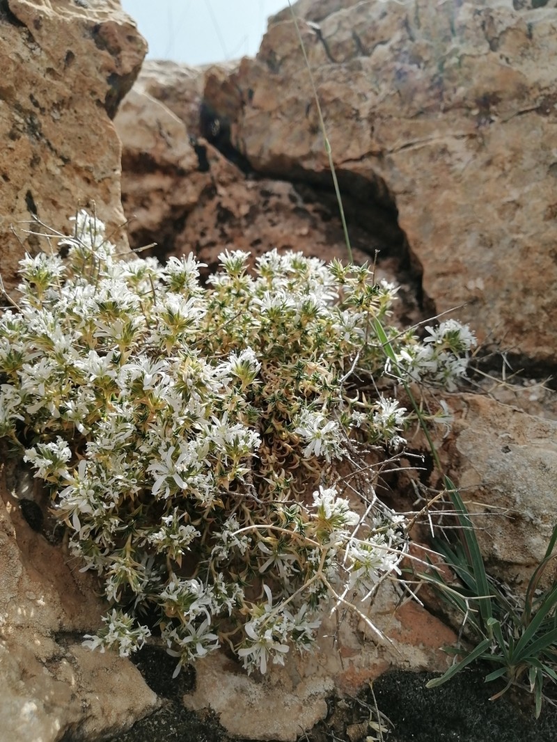 Arenaria aggregata photo 3