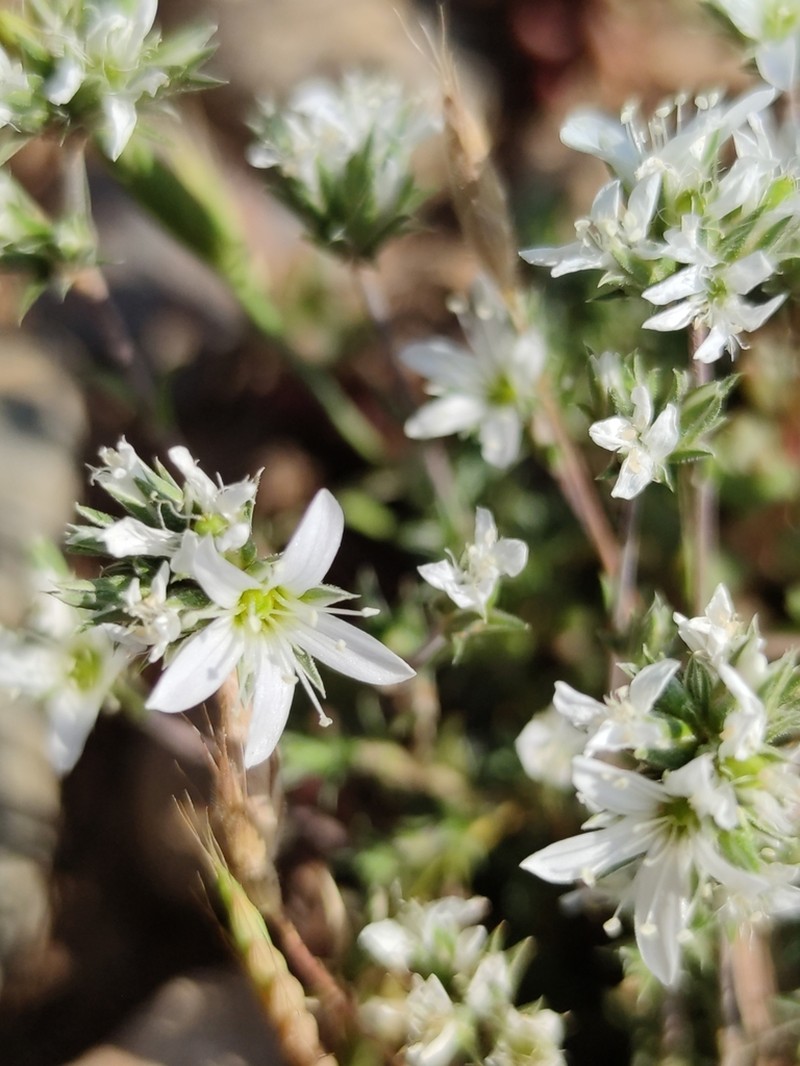 Arenaria aggregata photo 4