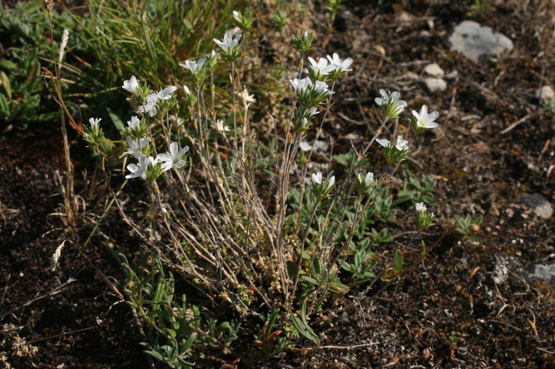 Arenaria aggregata photo 5