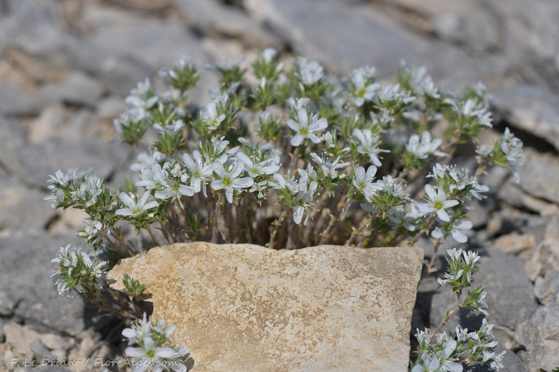 Arenaria aggregata photo 6