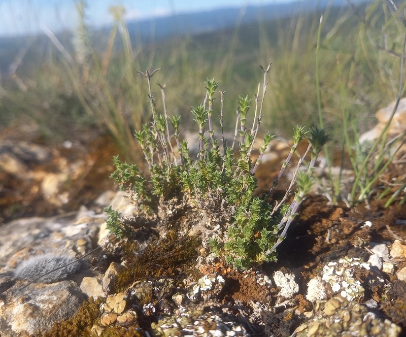 Arenaria aggregata photo 8