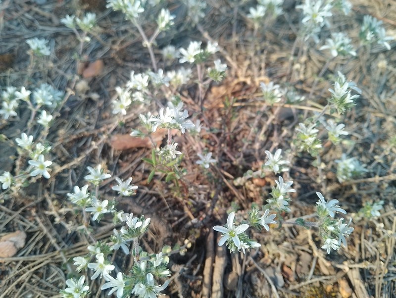 Arenaria aggregata subsp. aggregata