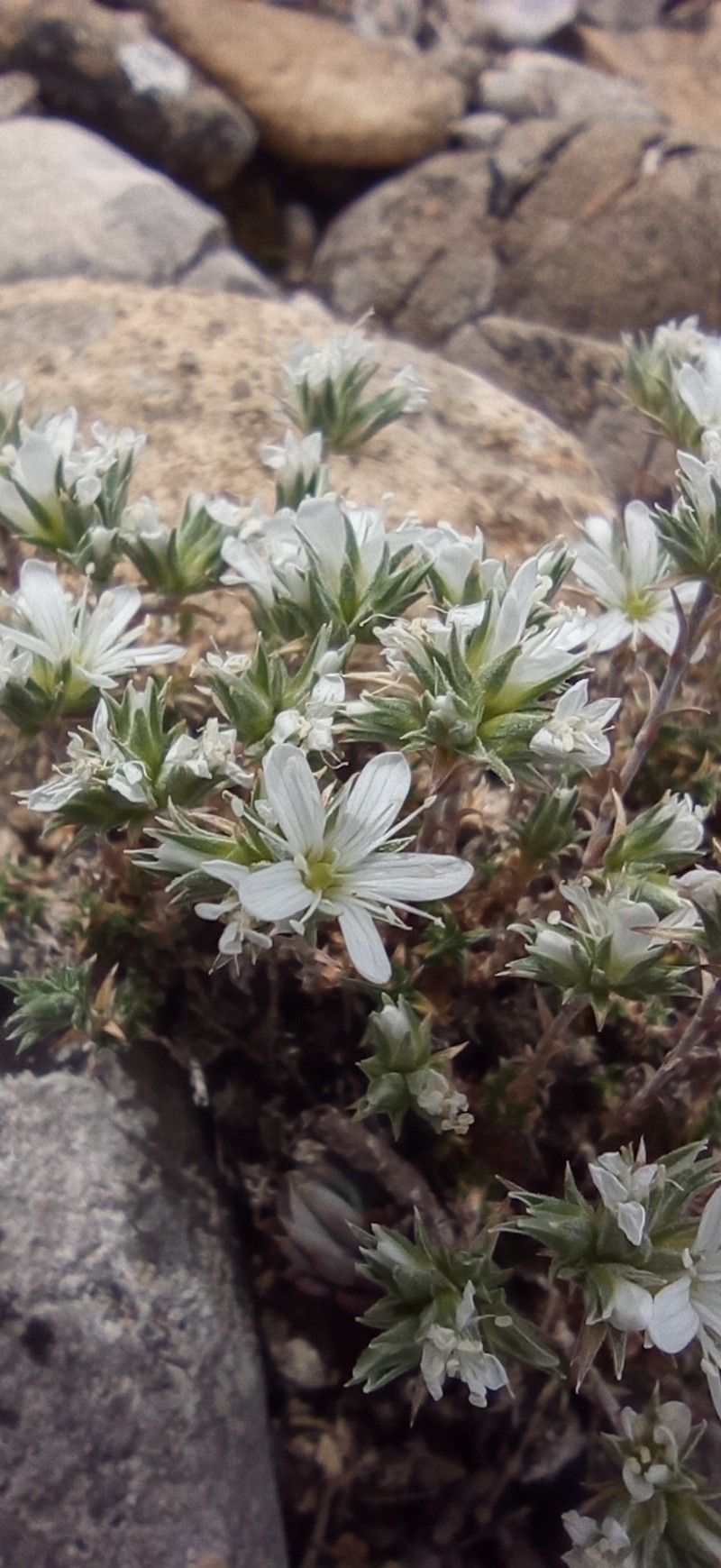 Arenaria aggregata subsp. aggregata photo 2