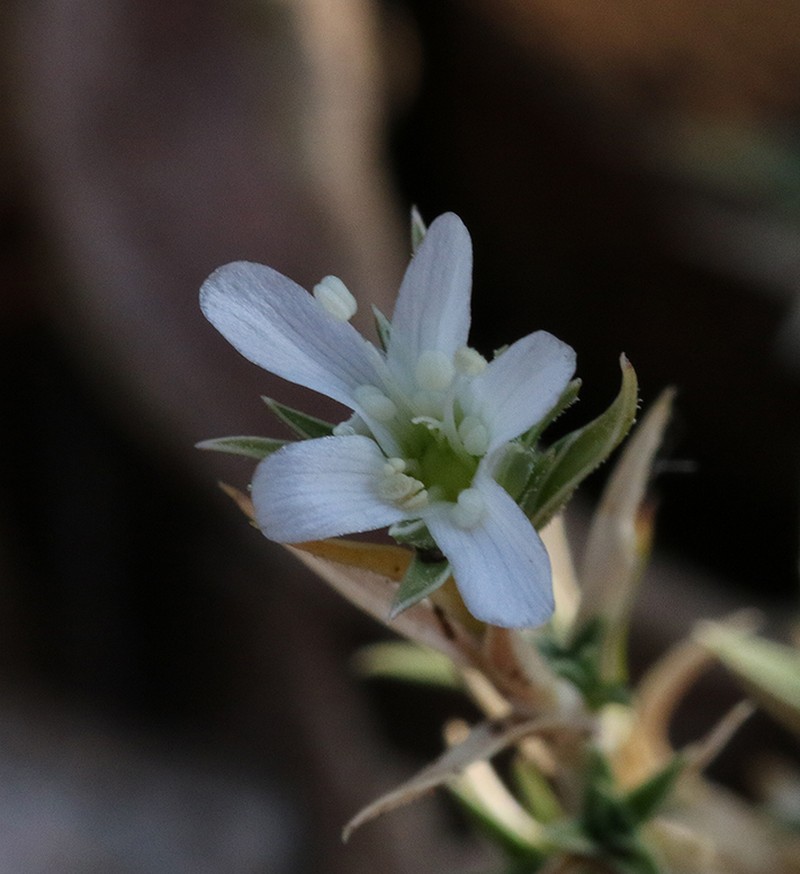Arenaria aggregata subsp. aggregata photo 3