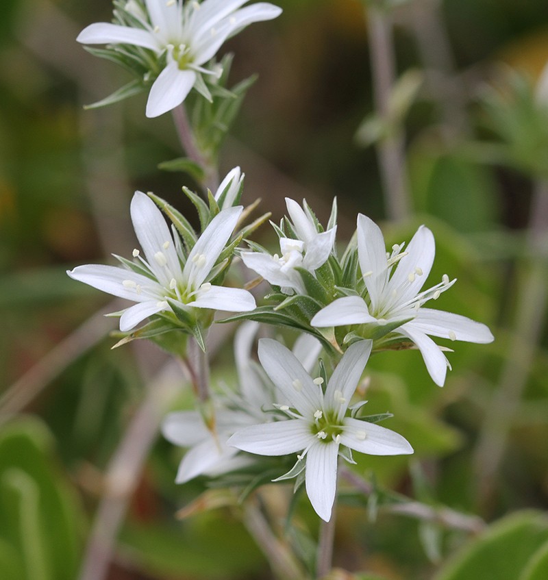 Arenaria aggregata subsp. aggregata photo 4