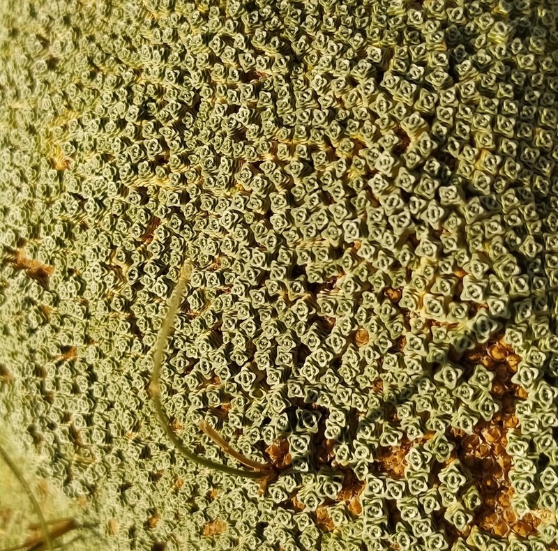Arenaria alfacarensis