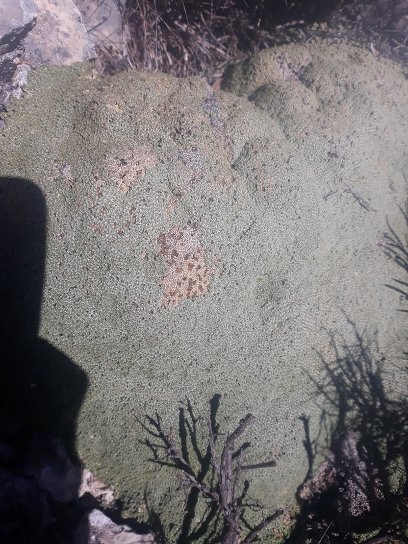 Arenaria alfacarensis photo 2