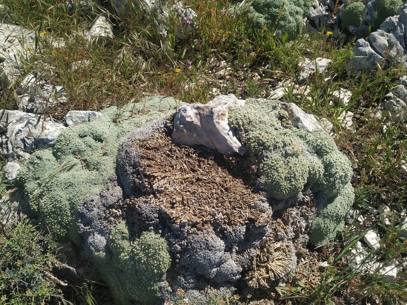 Arenaria alfacarensis photo 3