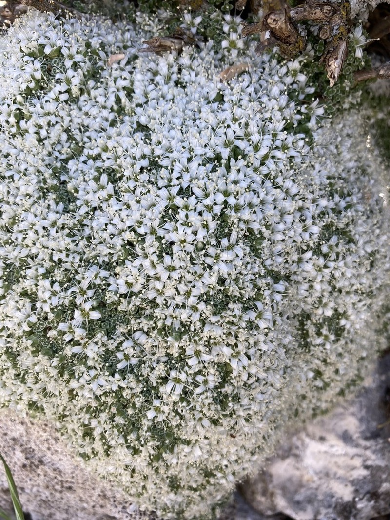 Arenaria alfacarensis photo 6