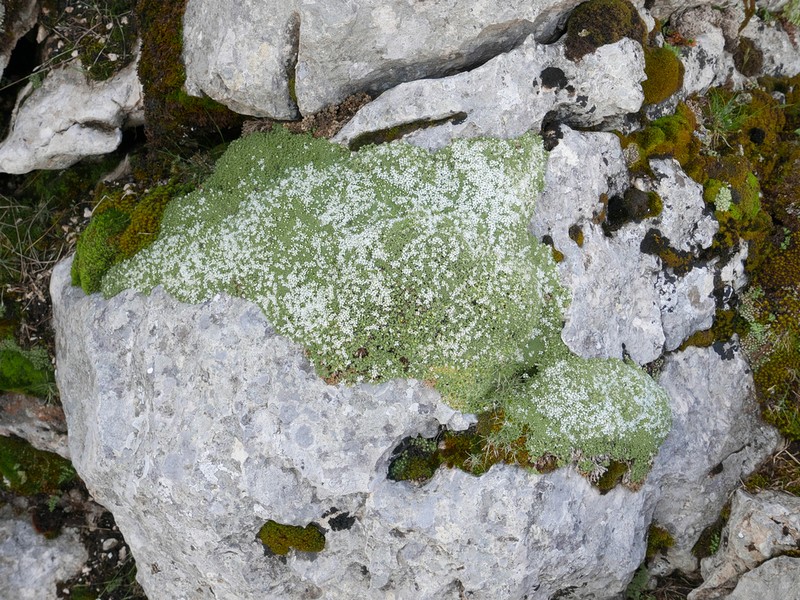 Arenaria alfacarensis photo 7
