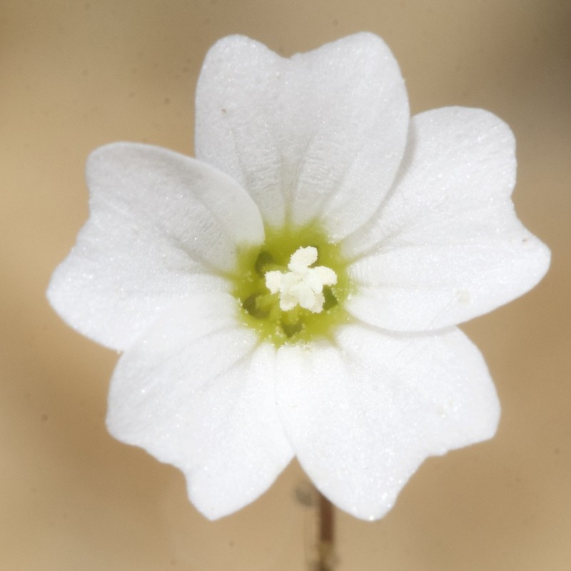 Arenaria algarbiensis