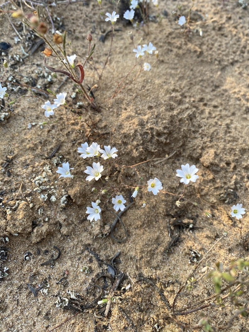 Arenaria algarbiensis photo 2