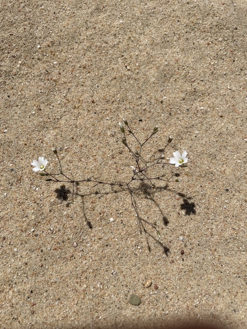 Arenaria algarbiensis photo 3