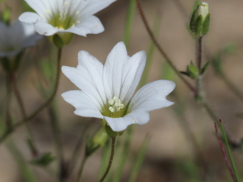 Arenaria algarbiensis photo 4
