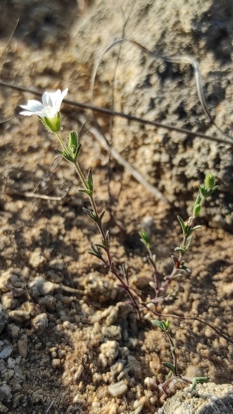 Arenaria algarbiensis photo 5