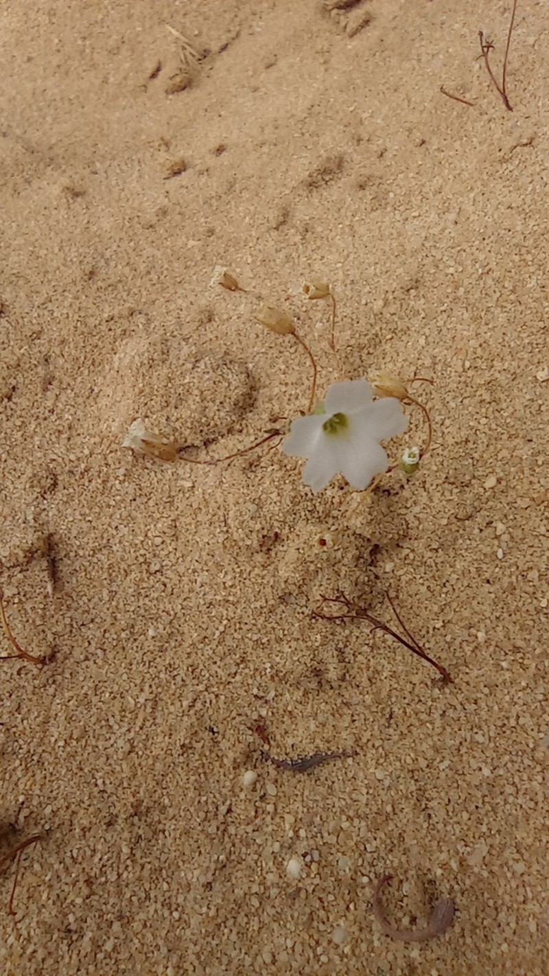 Arenaria algarbiensis photo 6