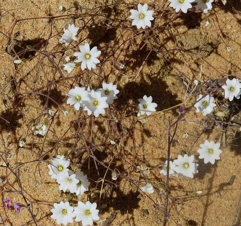 Arenaria algarbiensis photo 7