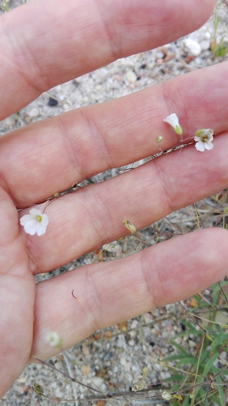 Arenaria algarbiensis photo 8